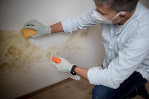 Best Kitchen Mold Remediation in North Browning, MT