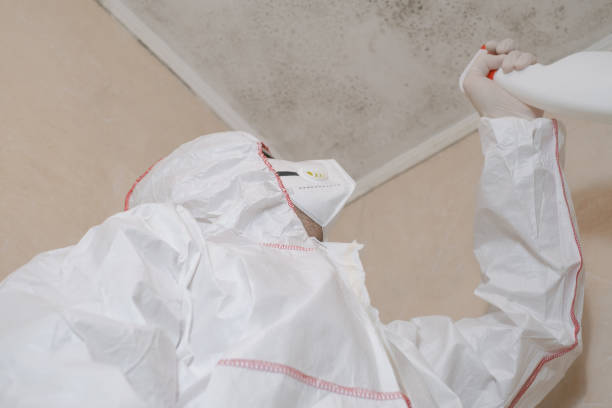 Best Emergency Mold Remediation in North Browning, MT