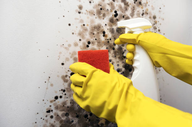 Best Localized Mold Remediation (e.g., coastal areas, humid climates) in North Browning, MT