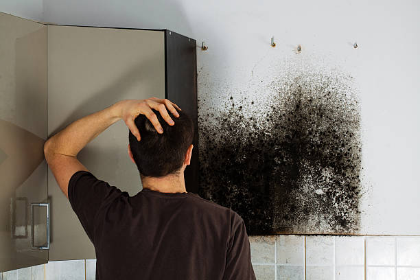 North Browning, MT Mold Remediation Company