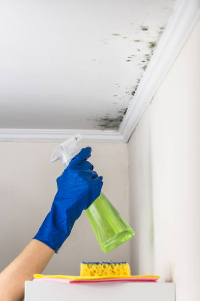 Best Insurance-Related Mold Remediation in North Browning, MT